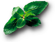 mint leaves